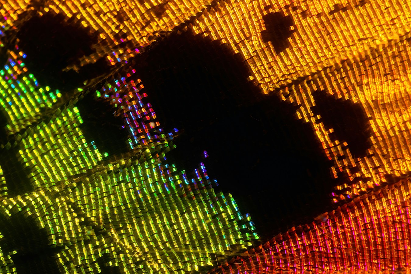 Close-up of a printed halftone dot pattern on paper showing fine press detail